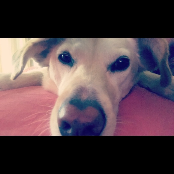 Meet your Posher, Lauren - Picture 1 of 1